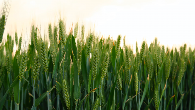 Grain crops in the sun